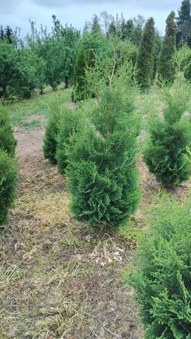 Thuje, Tuje, Tuja Kolumna, Thuja Columna,wysokości od 130cm, kopana