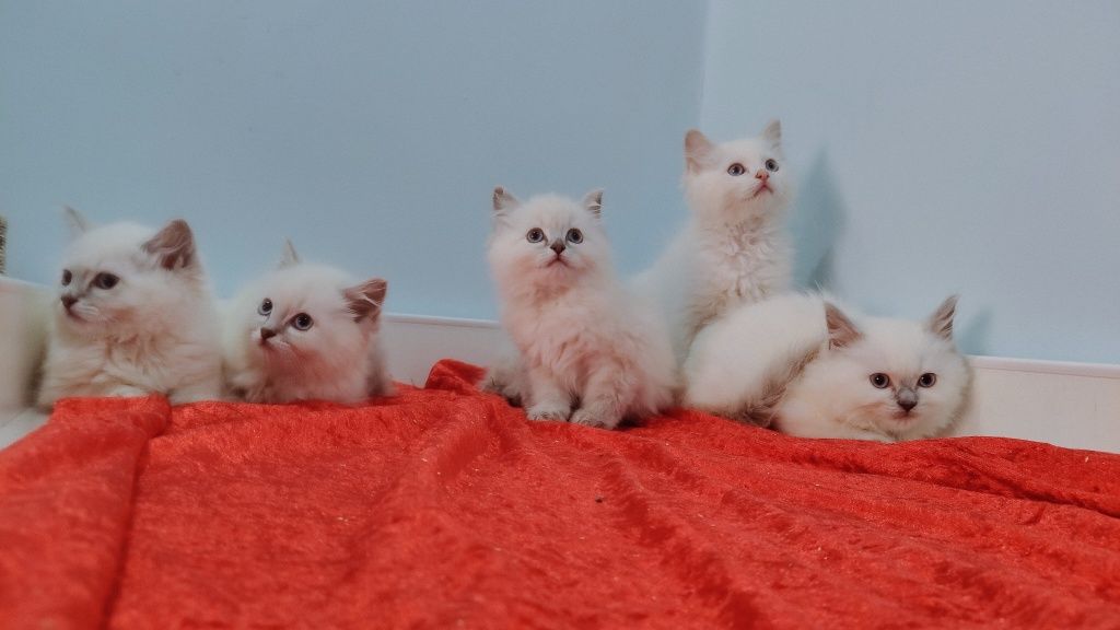 Śliczne kocięta Ragdoll gotowe do odbioru!