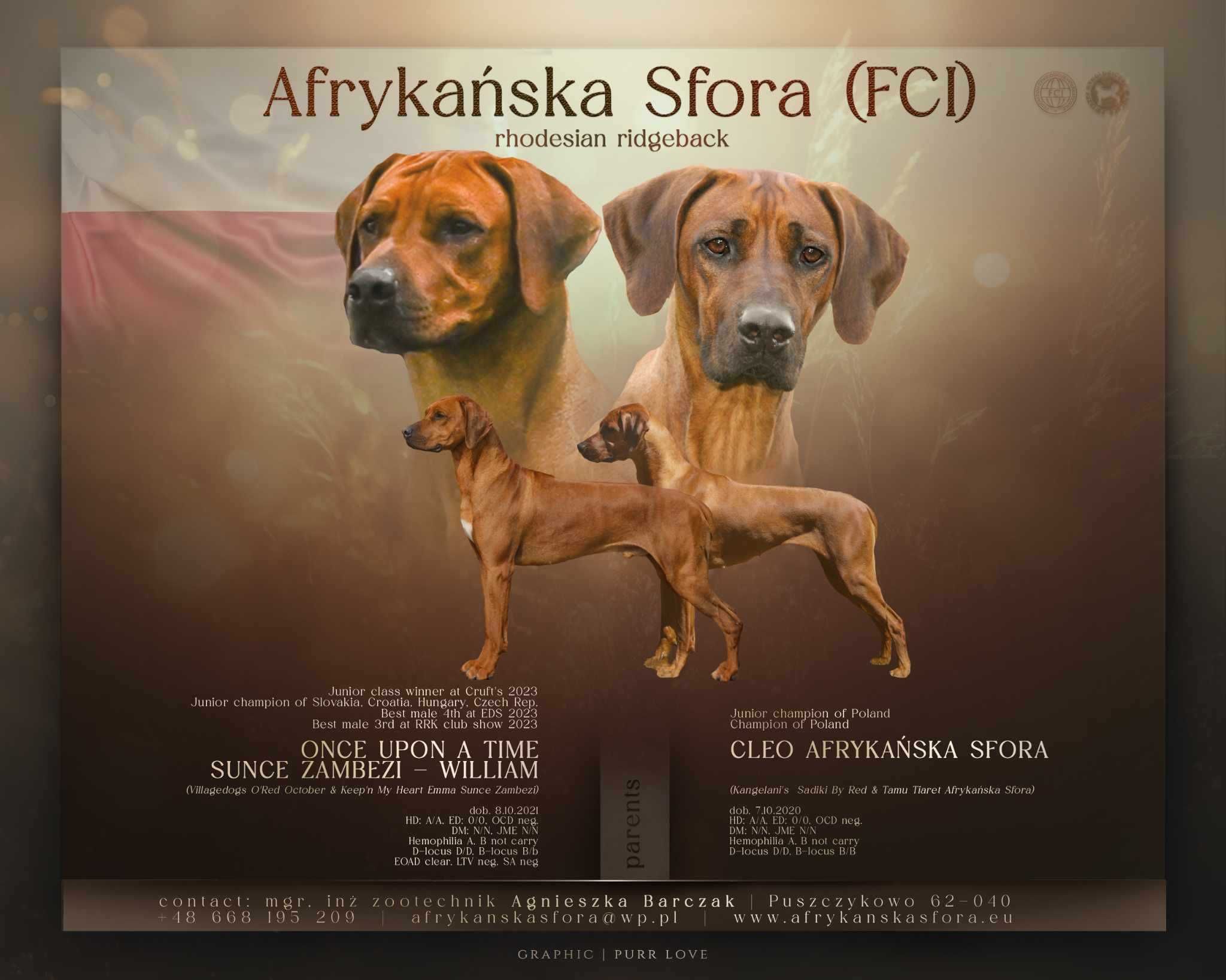 Rhodesian Ridgeback - niewystawowy piesek,domowa hodowla ZkwP