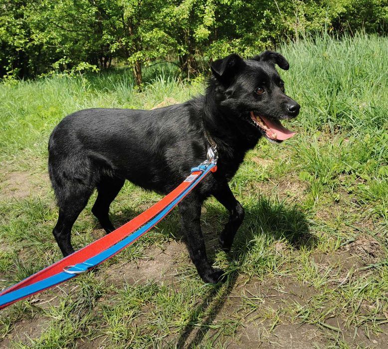 Kaktus - pogodny, przyjazny, uwielbia zabawę - schronisko