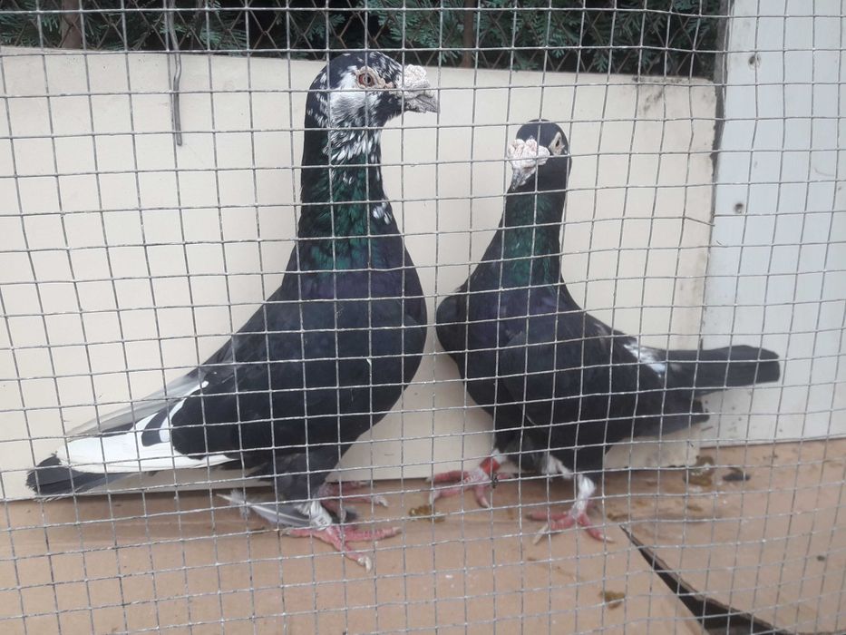 Gołębie staropolskie okazja likwidacja gołębi