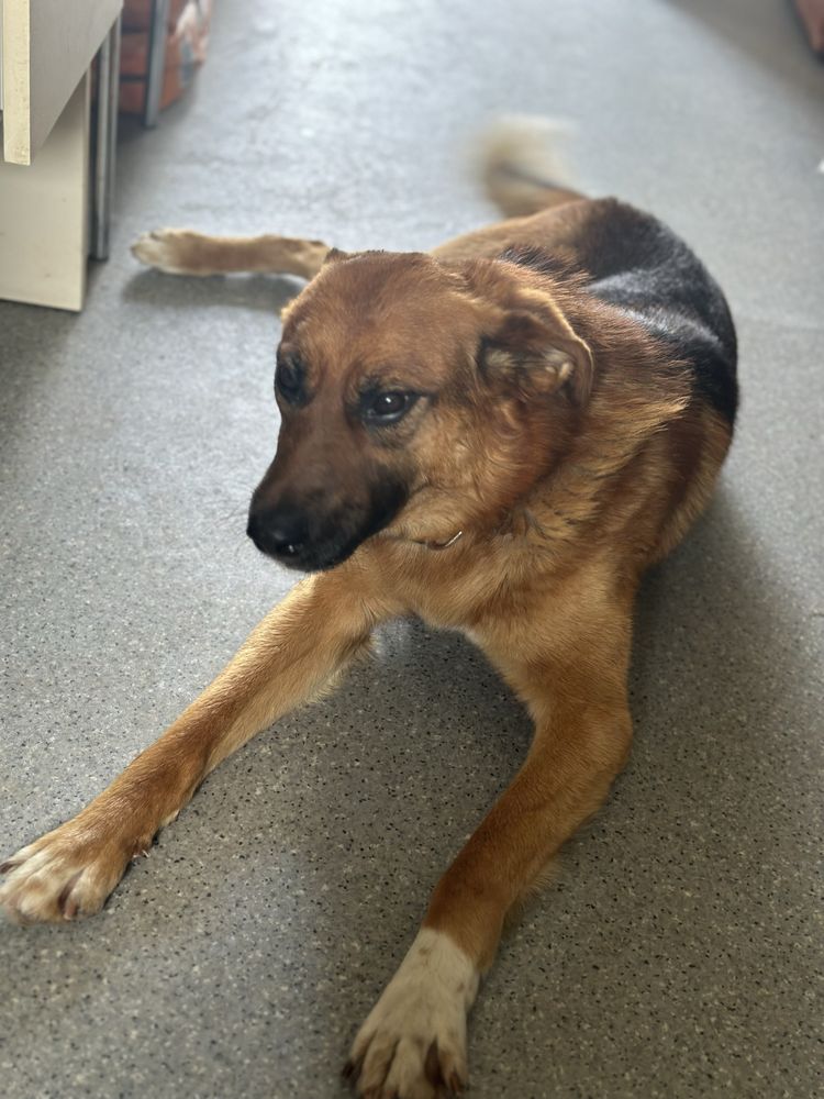 Skoczek do adopcji