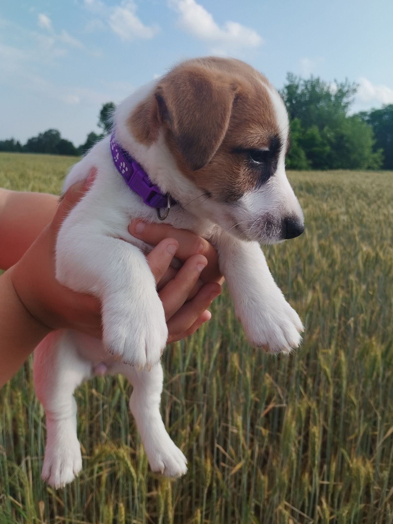 Suczka Jack Russell Terrier