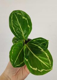 Calathea Kalatea Roseopicta Green Maluszek