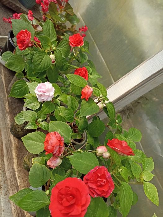 Бальзамін махровий великоквітковий кімнатний