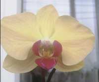 Фаленопсис орхидея Solid Gold  (Чистое золото)