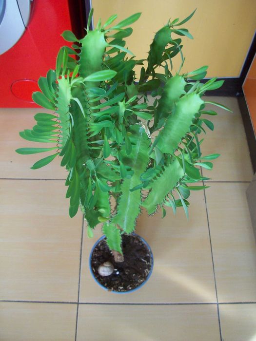 Молочай 3-гранний екзотичний невибагливий суккулент Висилаю черенки