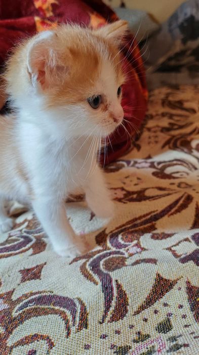 Котик хлопчик шукає дім