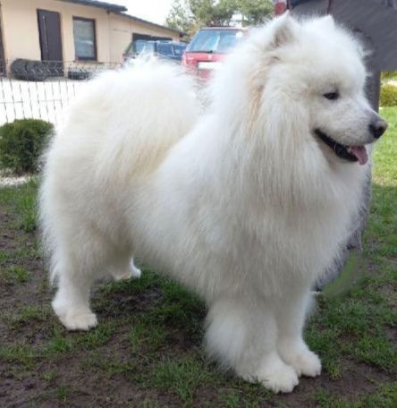 Sprzedam Samoyed/ Samojed szczeniak FCI