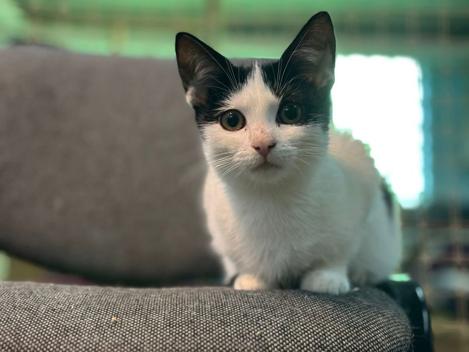 Kocurek Bezik szuka swojego człowieka