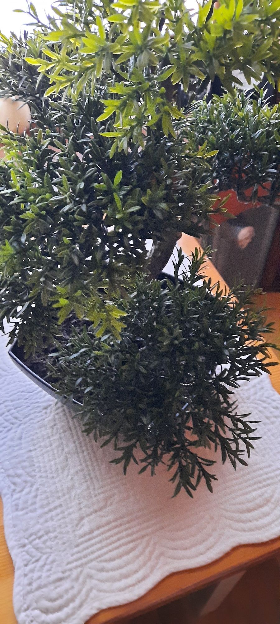Piekne ozdobne bonsai