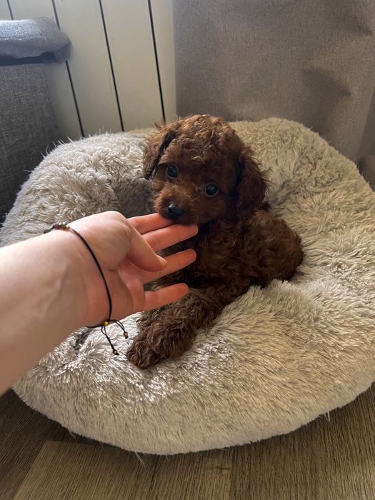 Pudel toy ciemny red chinskie pochodzenie