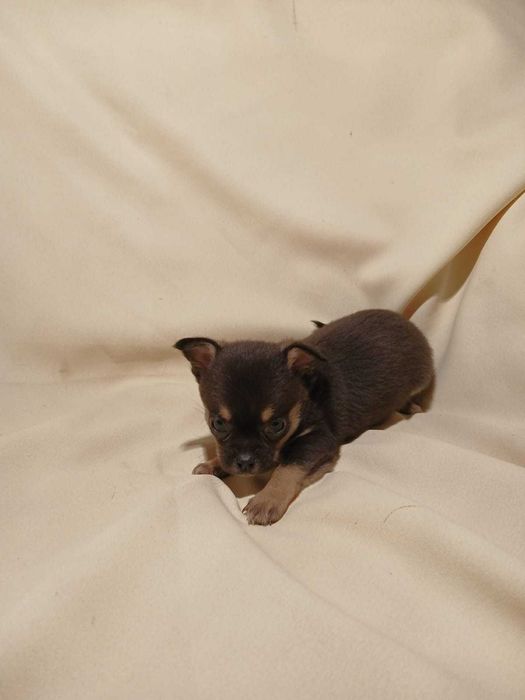 Chihuahua suczka z rodowodem