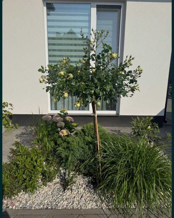 Будинок в Станишівці