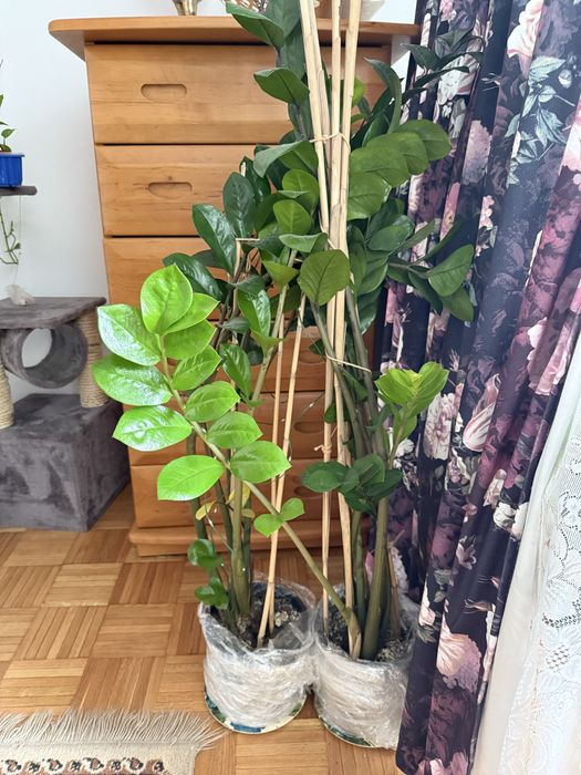 Sadzonka Zamiokulkas Zamia duża zdrowa