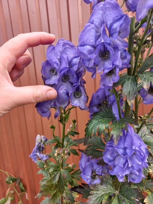 Аконіт високорослий великоквітковий