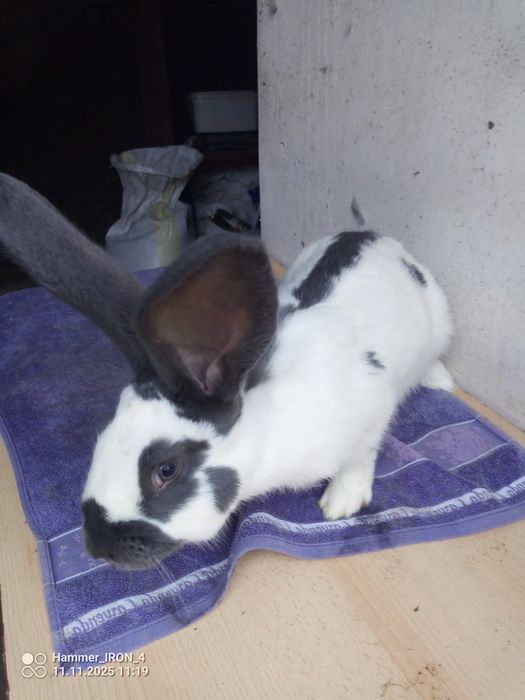 Sprzedam samczyka OSN