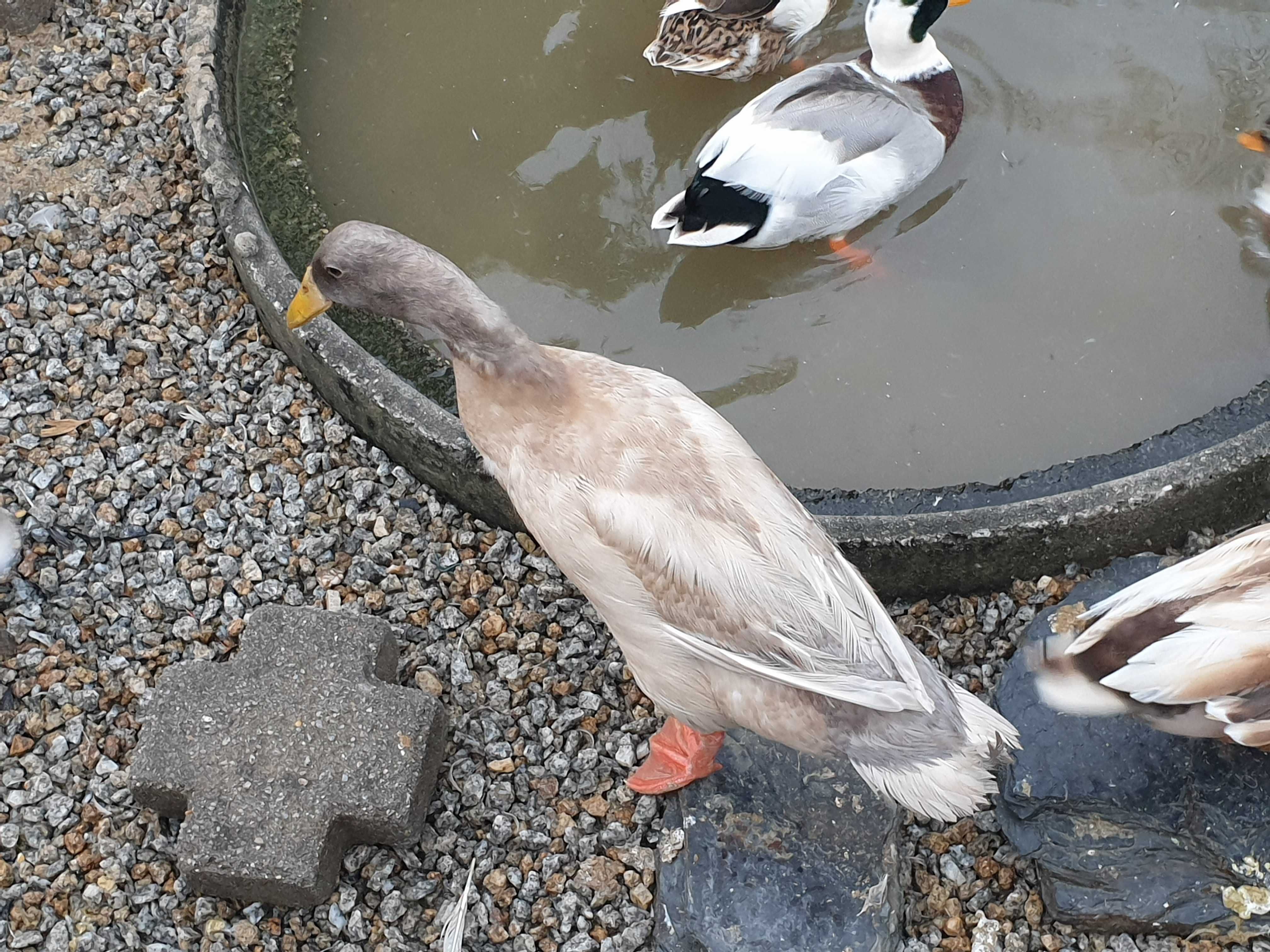 Patos galinhas perus garnizas  fracas