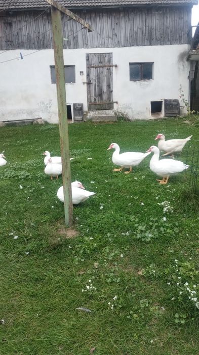 Kaczki piżmowe sprzedam