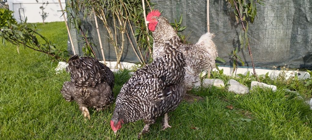 Ovos galados várias raças de galinha