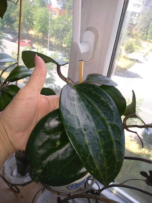 Хойя Латіфолія, зріз визрівшого вузла. Вкорінені запитуйте.