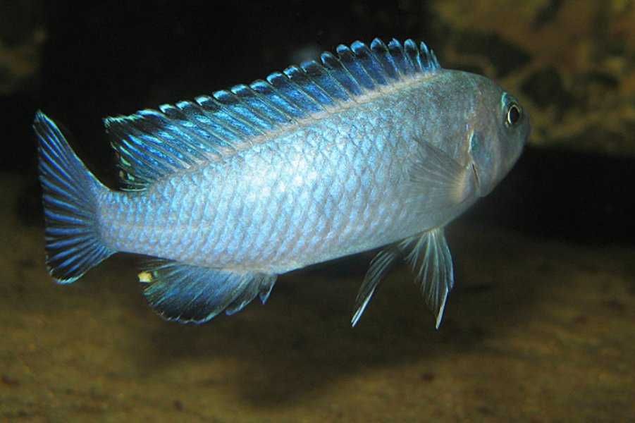 Pyszczaki,malawi  Pseudotropheus Socolofi, wysyłka