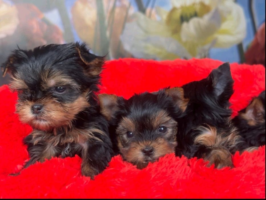 Мега розкішь малюки