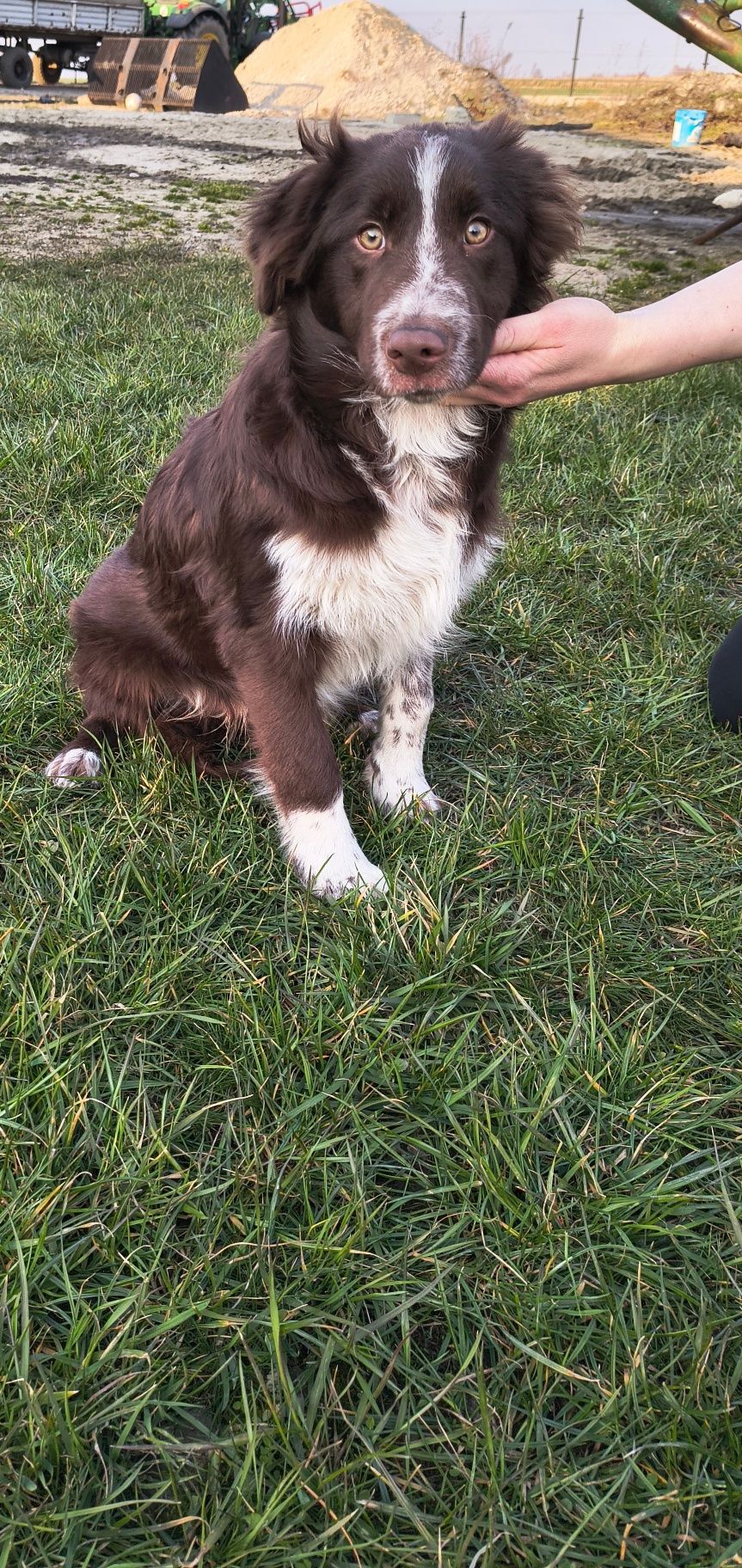 Border Collie czekoladowy piesek (chłopiec)