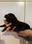 Czarny szczeniak Cane Corso szczeniaczek mocni rodzice z rodowodem