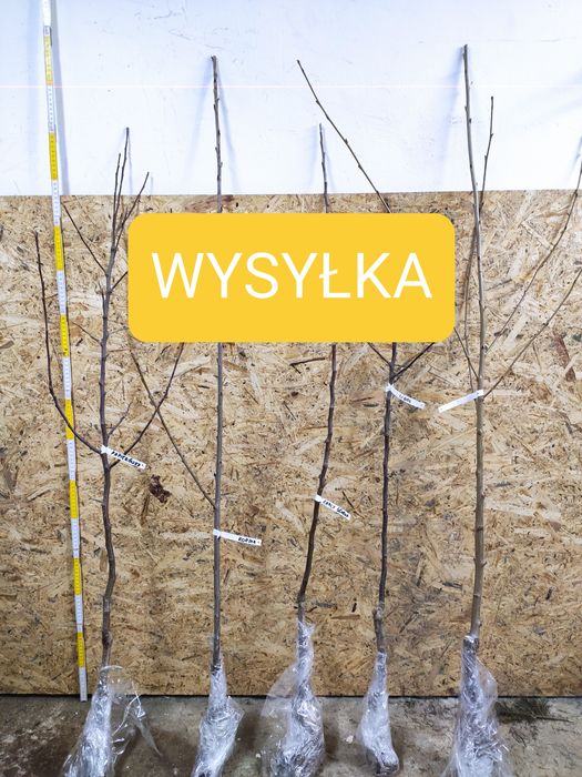Drzewka Owocowe  Wysyłka  Producent