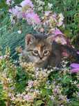 Віддам котика (дівчинка)