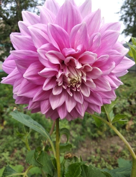 Жоржина, неділені кущі бульби жоржини високорослої