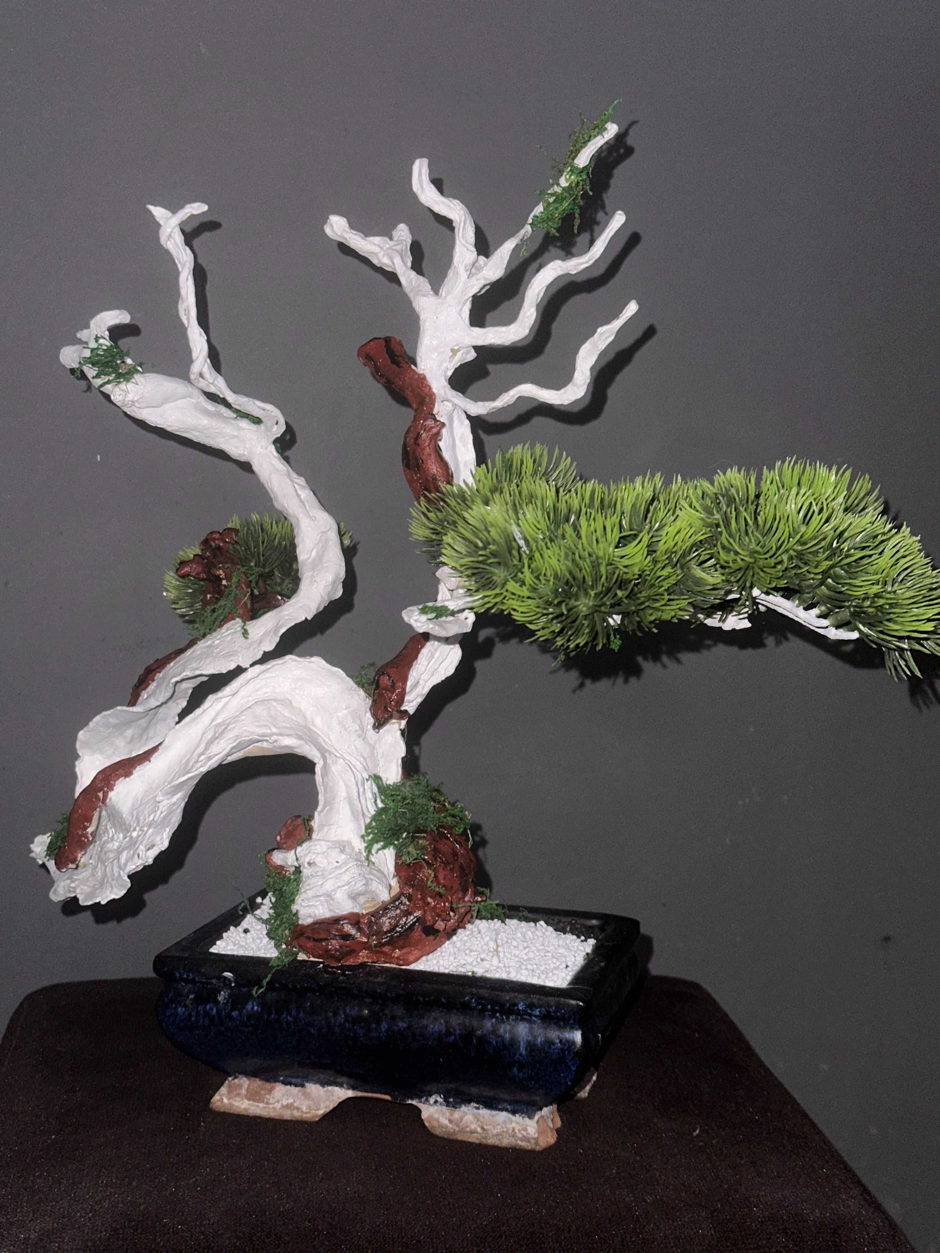 Bon-sai Drzewka Japońskie bonsai, ozdobym prezenty upominki , PREMIUM