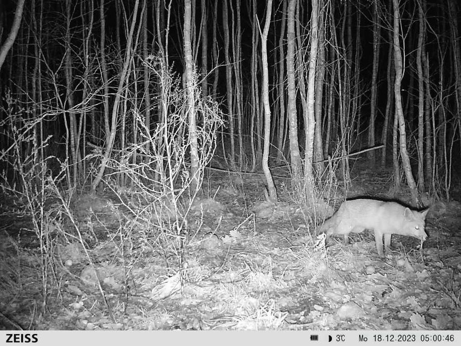 Fotopułapka Zeiss Secacam 3 940nm kamera leśna Sklep Warszawa Wawer