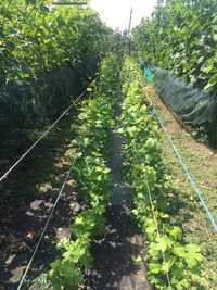 Черенки, саджанці винограду на осінь 2023