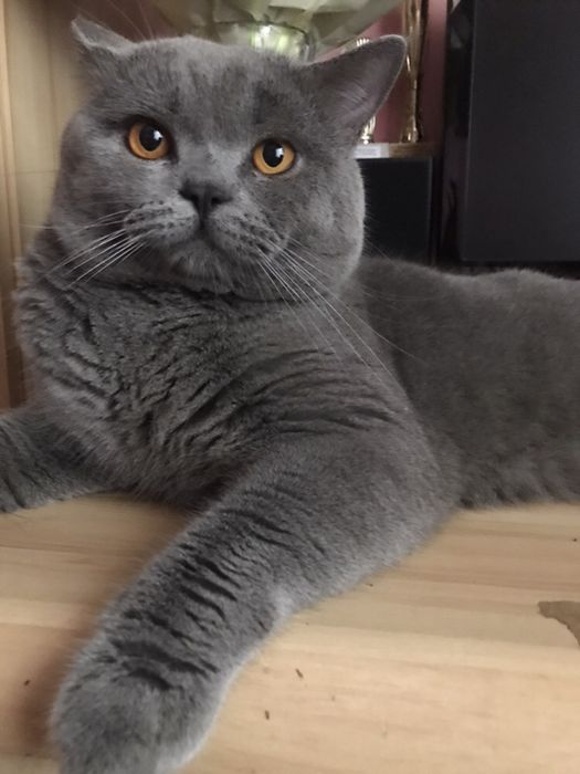 Шотландець -в’язка