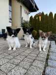 Papillon szczeniak spaniel kontynentalny miniaturowy