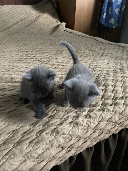 Бесптатно отдам Котят