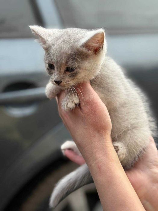 Кошенята в добрі руки