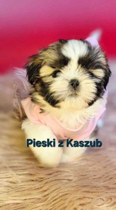Shih-tzu Ost.Dziewczynka Rezerwacji typ Amerykańsko-Europejski