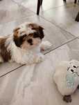 Śliczny piesek Shih Tzu