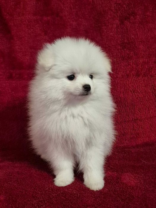 Pomeranian biała suczka