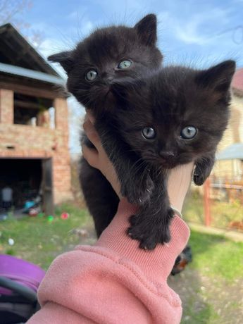 Чорні кошенята котик і кіточки