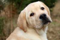 Szczenie Pies  Labrador Retriever
