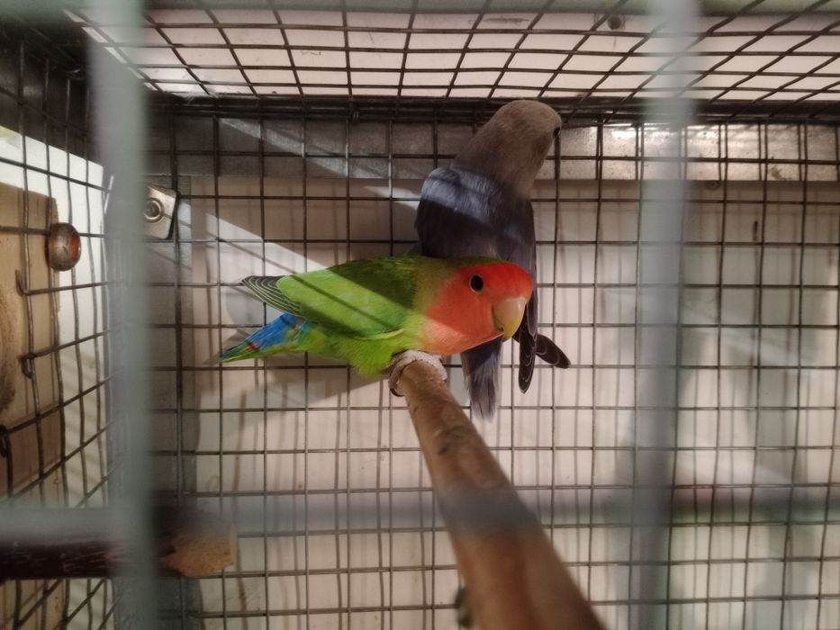 Vendo agapórnis  com gaiola comedouro e bebedouro