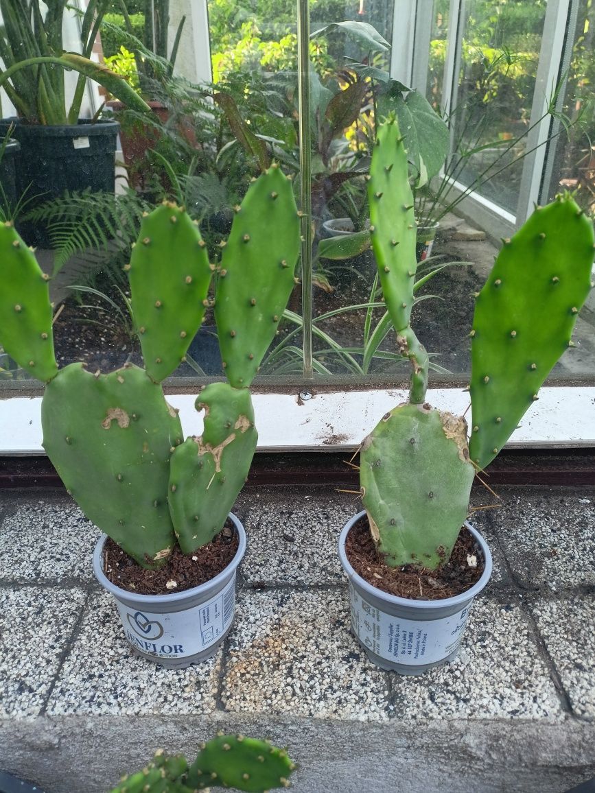 Strelicja regina opuncja Indica maureli papierus palma