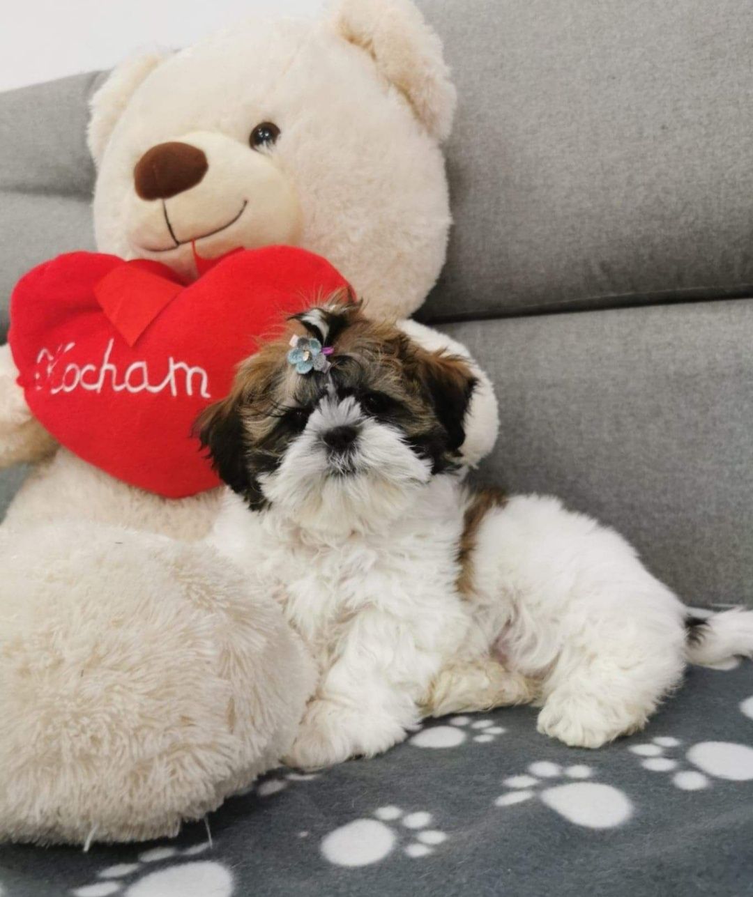 **Shihtzu z Brit Life*PL Rodowód Chip