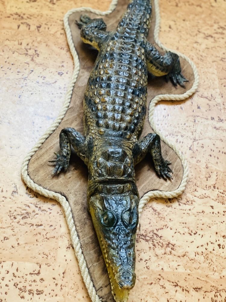 Чучело крокодила