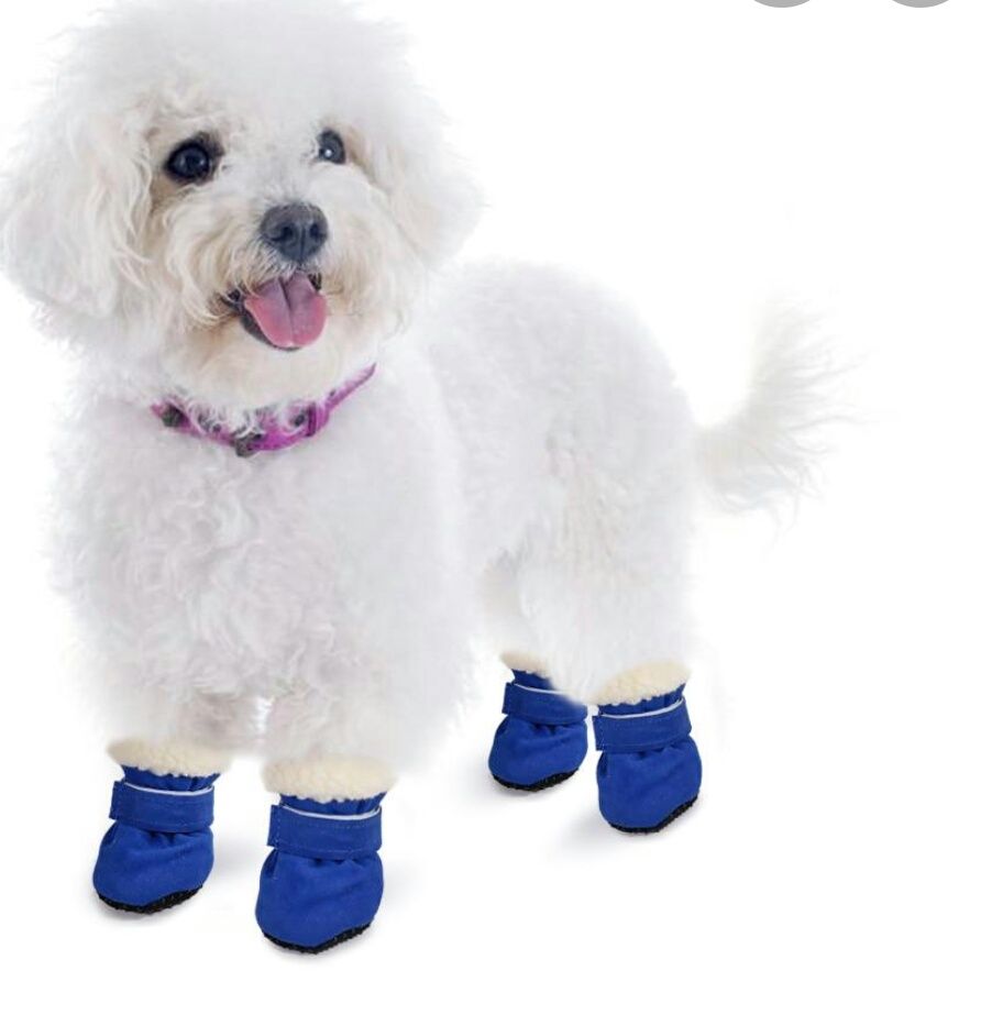 Обувь для собак.