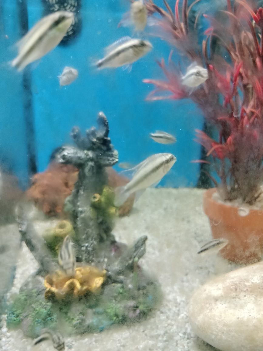Vendo kribensis juvenis